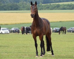 Pferd Celina (Oldenburger, 2004, von Revan)