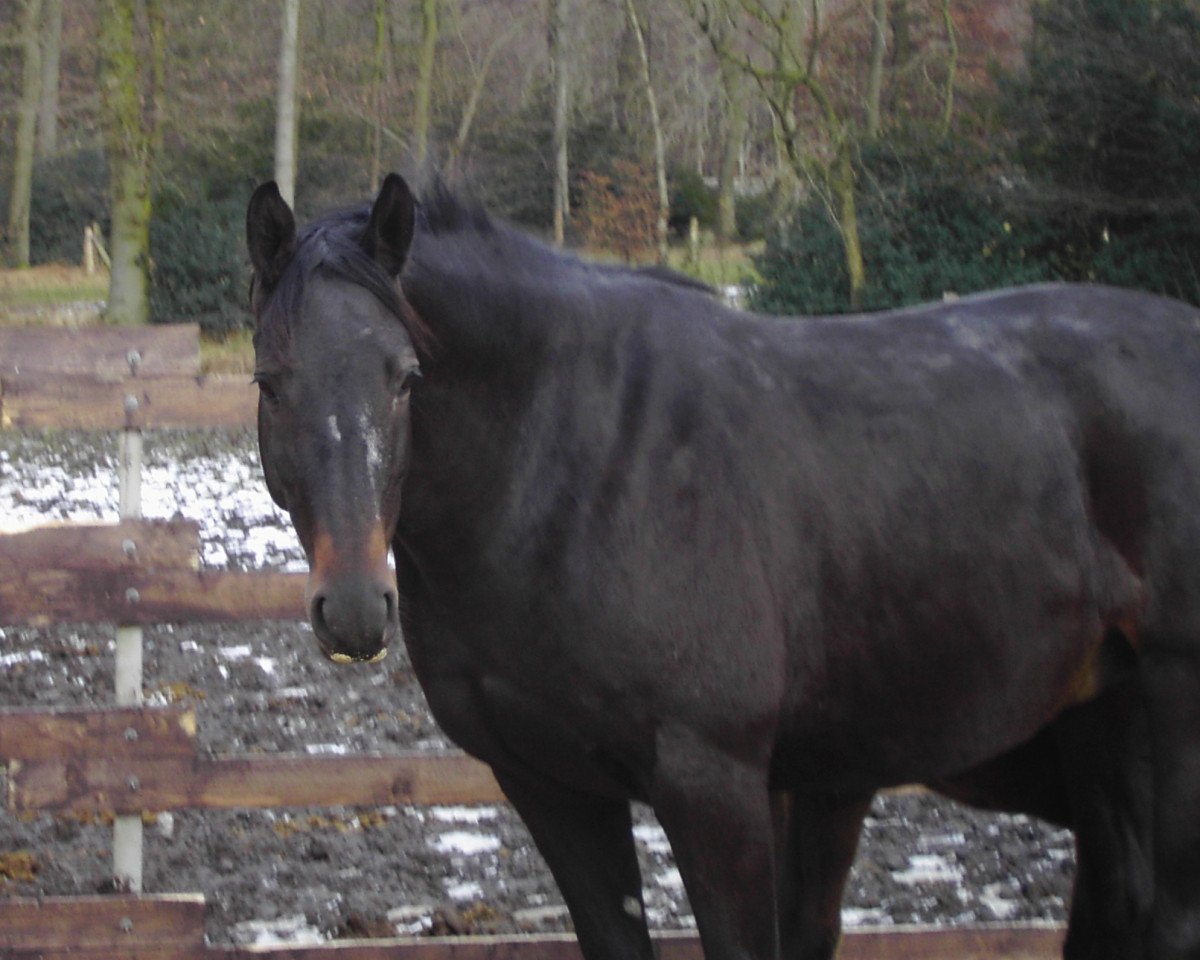 broodmare Roxy Lady (Trakehner, 2002, from Connery)
