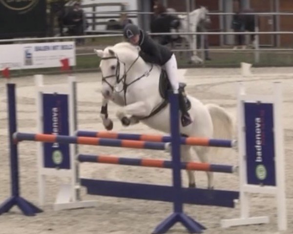 Springpferd Fly 136 (Französisches Pony, 2005, von Un Prince du Ruere)