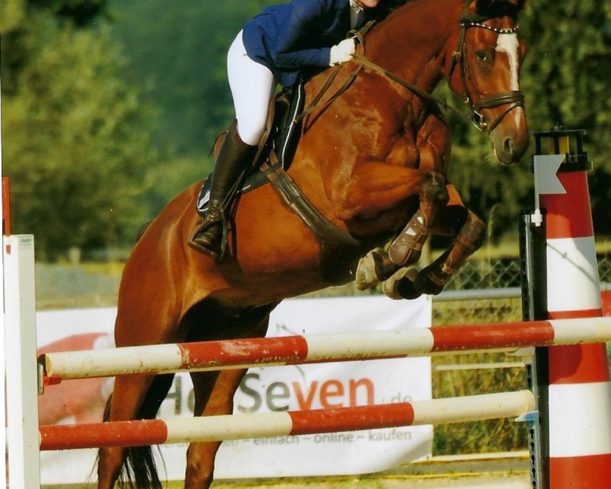 jumper Canavaro Ass (Oldenburg, 2008, from Cabarlord)