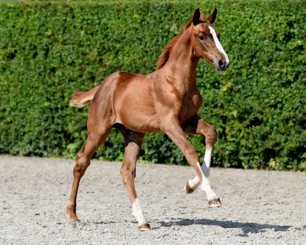 Springpferd Red Devil of Picobello Z (Belgisches Warmblut, 2021, von Romeo 88)