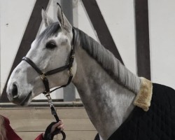 jumper Cherokee de la Grande (Zangersheide riding horse, 2019, from Cornetto du Domaine)