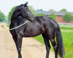 dressage horse Glamourdales Missandei (Zangersheide riding horse, 2019, from Glamourdale)