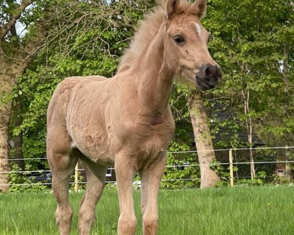 Springpferd Bürgerhoffs Sensation (Deutsches Reitpony, 2021, von Hengst von Heidbergs Nanch / FS Golden Highlight)