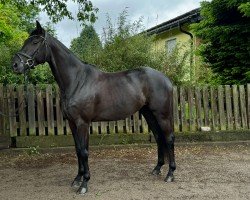 dressage horse Glamourdales Amore (Oldenburg, 2020, from Glamourdale)