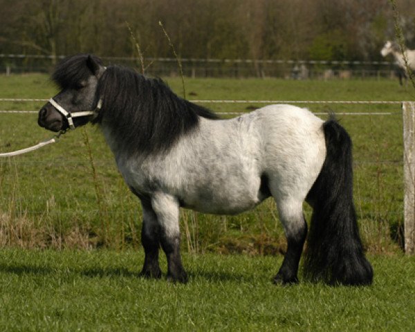 stallion Alco v. Cornley (Shetland pony (under 87 cm), 1986, from Ollie v.d. Eickenwal)