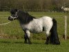 stallion Alco v. Cornley (Shetland pony (under 87 cm), 1986, from Ollie v.d. Eickenwal)