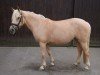 dressage horse Csinos (Palomino, 2014)