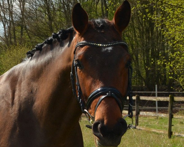 dressage horse Qui fait non S (Westphalian, 2013, from Quasar de Charry)