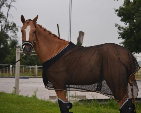 dressage horse Drei P.O. (German Riding Pony, 2017, from Dating At NRW)