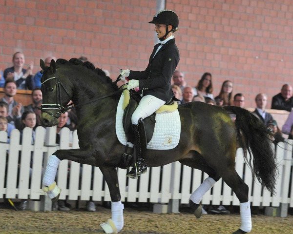 stallion A kind of Magic 5 (German Riding Pony, 2013, from A new Star)