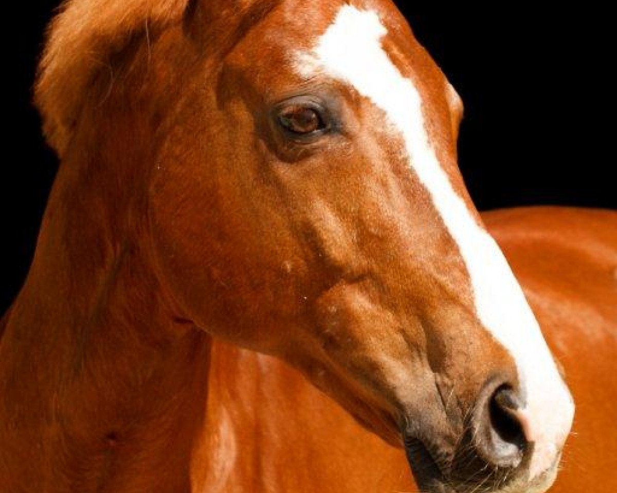 Pferd Excalibur 56 (Holsteiner, 1999, von Exkurs)