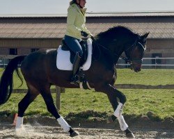 dressage horse Zin Tonic (Oldenburg, 2020, from Blue Hors Zackerey)