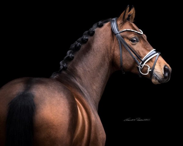 dressage horse Escolar's Eljano (Westphalian, 2017, from Escolar)