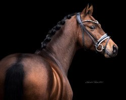 dressage horse Escolar's Eljano (Westphalian, 2017, from Escolar)