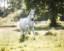 broodmare Concetta Bianco (Holsteiner, 2004, from Corrado I)