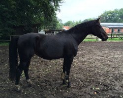 broodmare Judy (Mecklenburg, 1993, from Juon I)