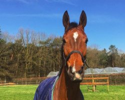 jumper Illusion (Swedish Warmblood, 2008)