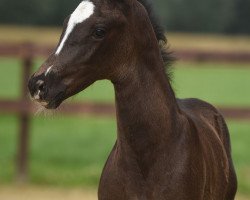 dressage horse Don Charismo WF (Westphalian, 2021, from Glock's Dream Boy)