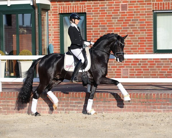 stallion Dimaggio Black (Oldenburg, 2016, from Dimaggio)