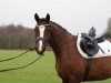 jumper Cafe's Quidamo (Oldenburg show jumper, 2022, from Cafe au lait 2)