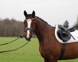 jumper Cafe's Quidamo (Oldenburg show jumper, 2022, from Cafe au lait 2)