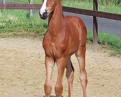 dressage horse Di Laila (Westphalian, 2021, from Dimaggio Black)