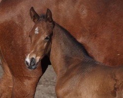 foal by Cafe's Dondolo (Oldenburg, 2025, from Cafe au lait 2)