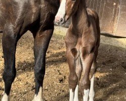 foal by Cafe's Titus (Oldenburg, 2025, from Cafe au lait 2)