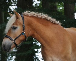 Pferd Ozzy (Haflinger, 2018, von Stilton)