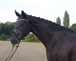 broodmare Diva de Avenir MK (Oldenburg, 2016, from Dante Weltino Old)