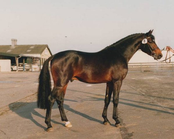 stallion Acobat II (Holsteiner, 1990, from Athlet Z)