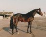 horse Acobat II (Holsteiner, 1990, from Athlet Z)
