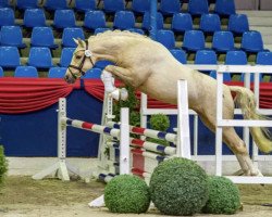 dressage horse Cyan WE (Deutsches Reitpony, 2018, from Celebration WE)