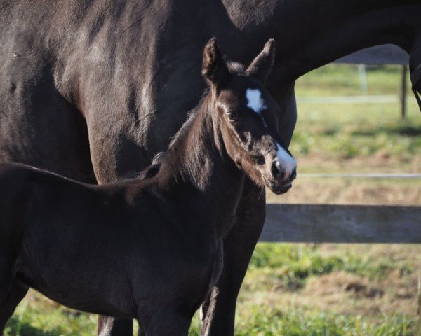 foal by Cafe's Dantino (Oldenburg, 2024, from Cafe au lait 2)