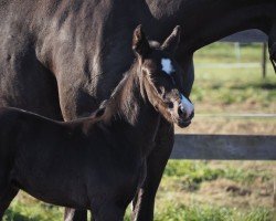 foal by Cafe's Dantino (Oldenburg, 2024, from Cafe au lait 2)