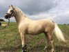 dressage horse Golden Gandalf (German Riding Pony, 2012, from Gandalf)