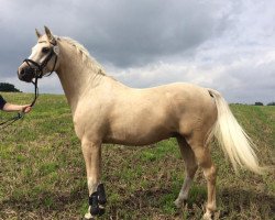 dressage horse Golden Gandalf (German Riding Pony, 2012, from Gandalf)