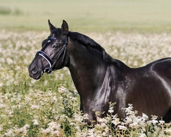 Deckhengst TORNADO (Russisch Trakehner, 1998, von Vystrel)