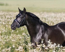 Deckhengst Tornado (Russisch Trakehner, 1998, von Vystrel)