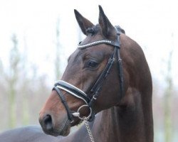 stallion Nymphenburgs Finest Ampere (Hanoverian, 2014, from Ampère)