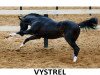 stallion Vystrel (Trakehner, 1978, from Topki)