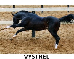 stallion Vystrel (Trakehner, 1978, from Topki)