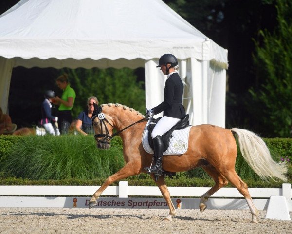 dressage horse Desert Storm 11 (German Riding Pony, 2017, from Dating At NRW)