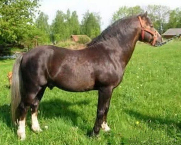 stallion Singold's Lyncort (German Riding Pony, 1988, from Singold's Lynco)