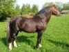 stallion Singold's Lyncort (German Riding Pony, 1988, from Singold's Lynco)