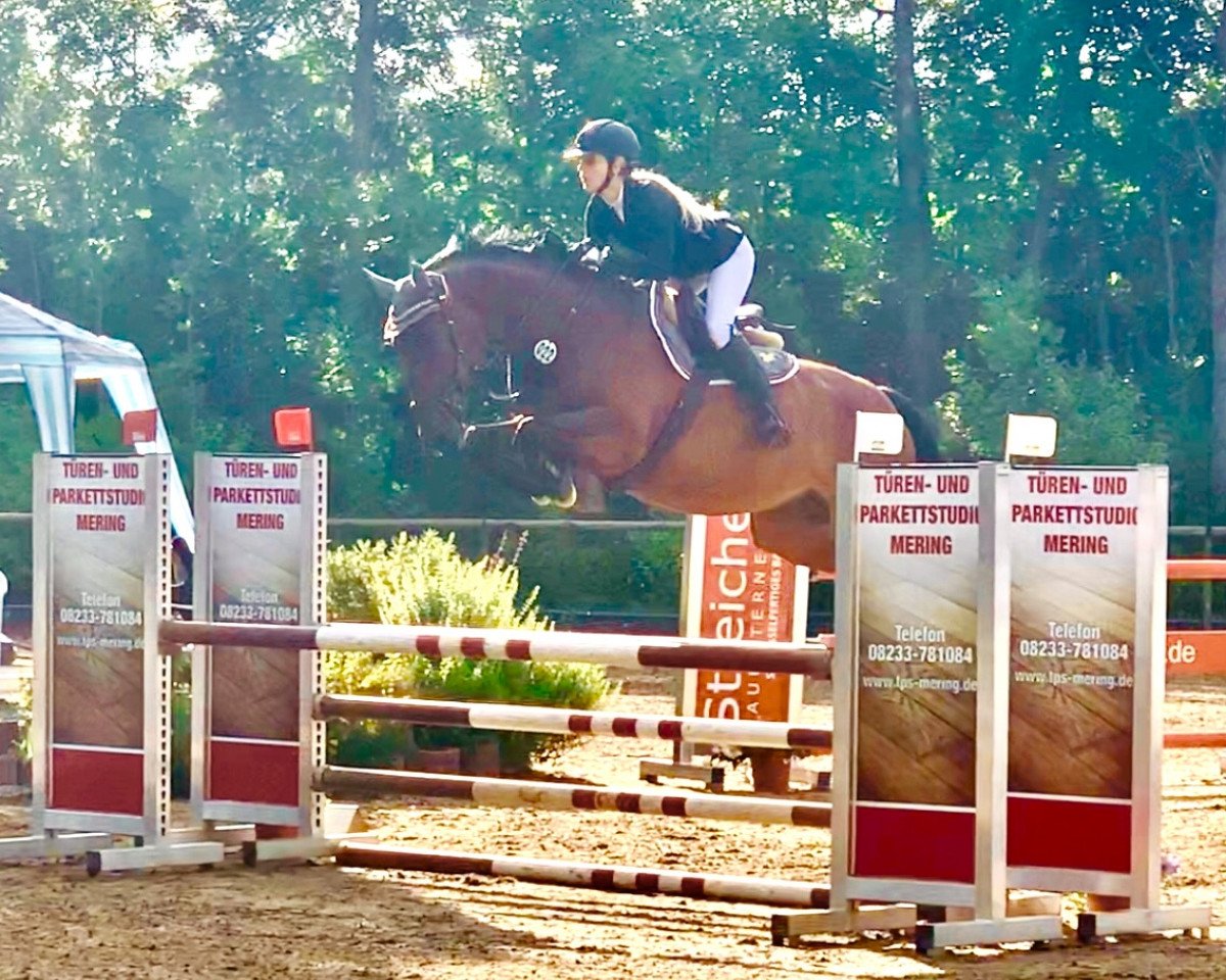 Springpferd ASG Kaylee (Deutsches Sportpferd, 2016, von Kannan)