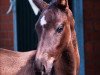 dressage horse Billy Jean GT (Westphalian, 2020, from Bernay)