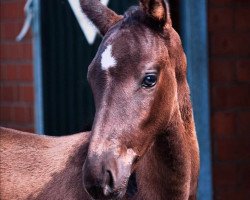 dressage horse Billy Jean GT (Westphalian, 2020, from Bernay)