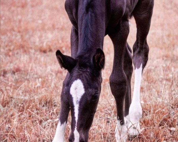 dressage horse Candle in the Wind GT (Westphalian, 2020, from Christ)